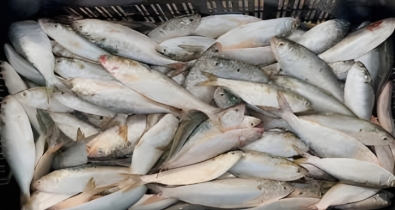 নিষেধাজ্ঞা অমান্য করে বিক্রির সময় ২ মণ ইলিশ জব্দ