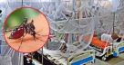 ডেঙ্গু কেড়ে নিলো আরও ১০ প্রাণ