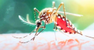 ডেঙ্গুতে মৃত্যু ৩০০ ছাড়াল, আক্রান্ত লাখ ছুঁইছুঁই